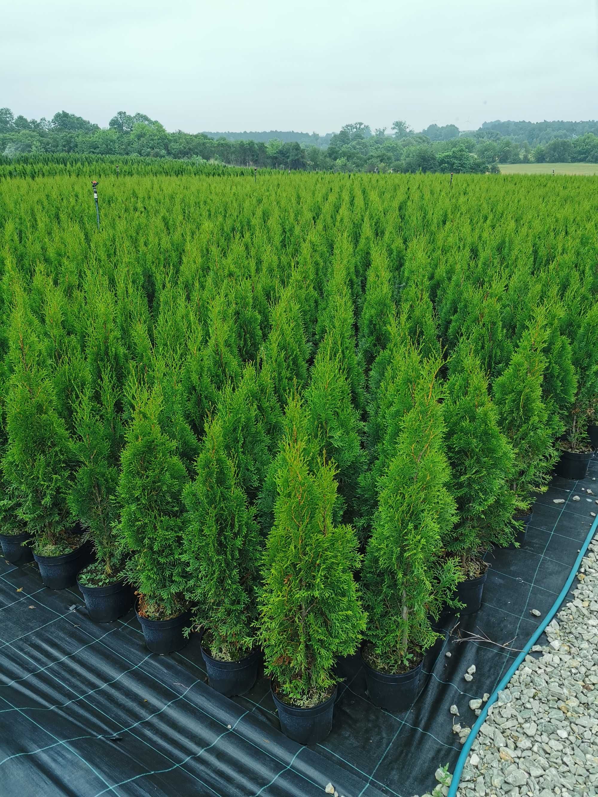 Tuja szmaragd 120-140cm thuja smaragd szmaragdowa szmaragdowe