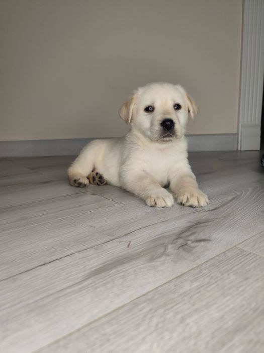 Лабрадор щеня чистокровне