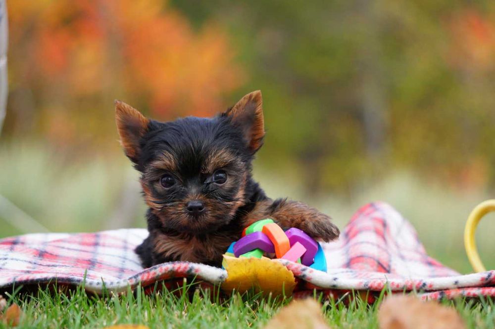 Хлопчики та дівчатка йорки