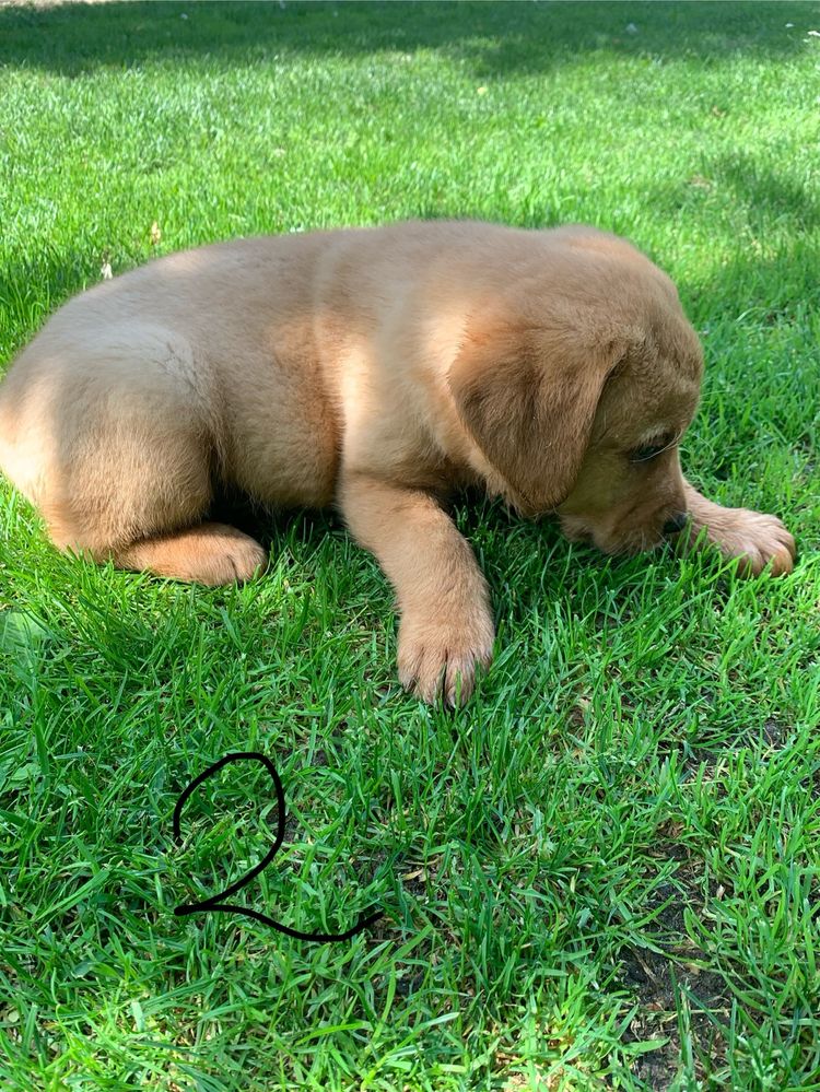 Labrador Retriever szczeniak