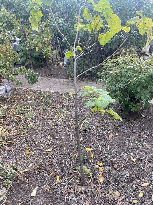 Павловния,Лиана Кампсис,Пионы розовые,красные,белые