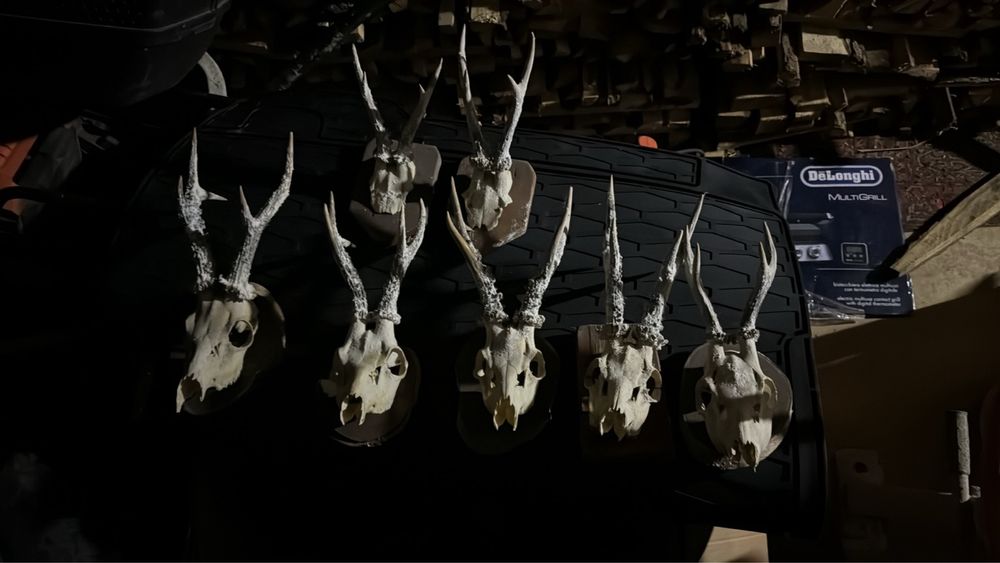 Роги косулі не лаковані з медальйонами