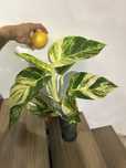 Epipremnum marble queen variegata nawet 25 cm liść