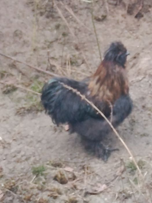 Sprzedam parkę silek i kurczęta