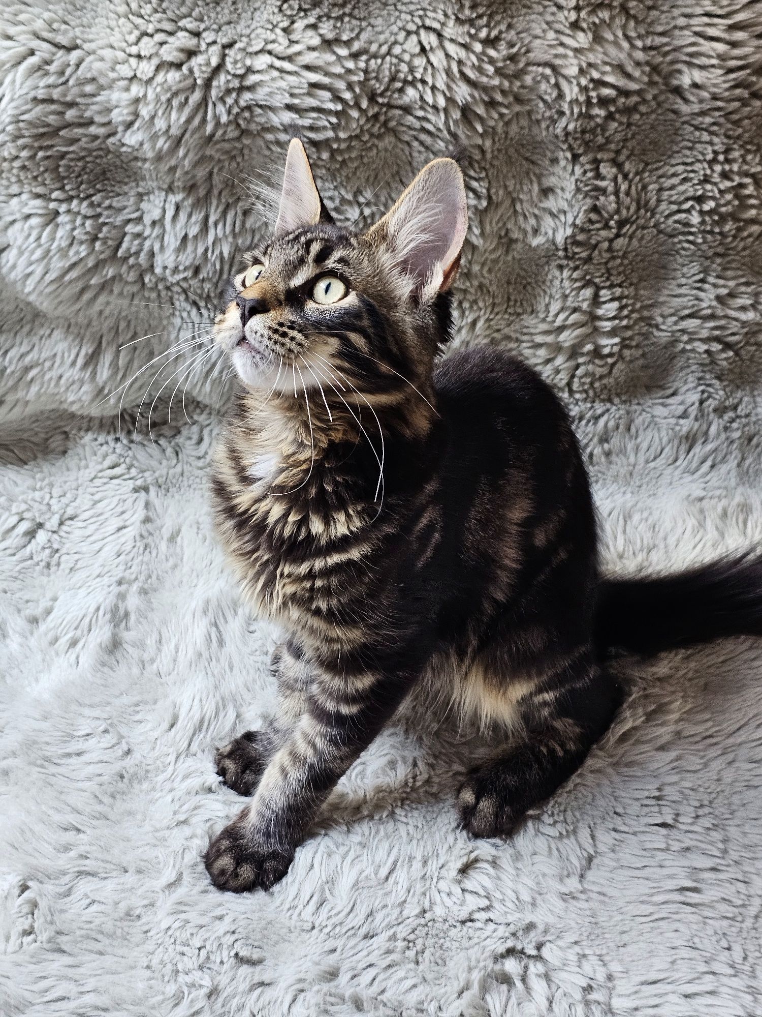 Kocurek rasy Maine Coon - rodowód FPL
