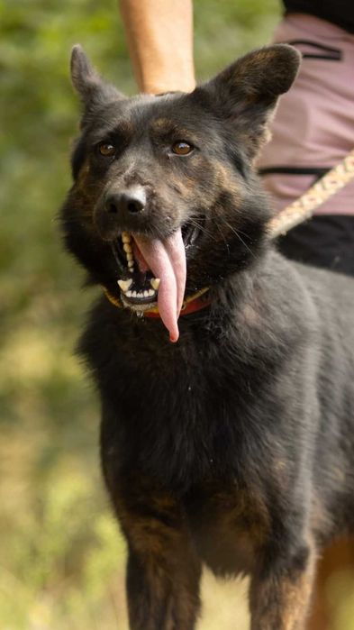 BIES - piękny psiak w typie owczarka do adopcji