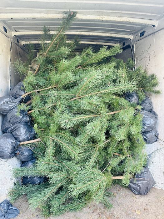 Саженцы Сосни Кримской, купить саженцы Сосни. Разной висоти.