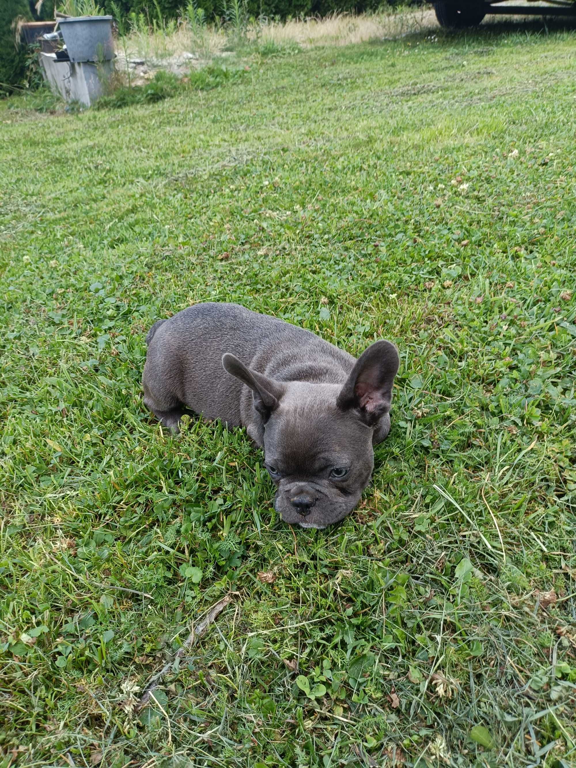 Buldog francuski