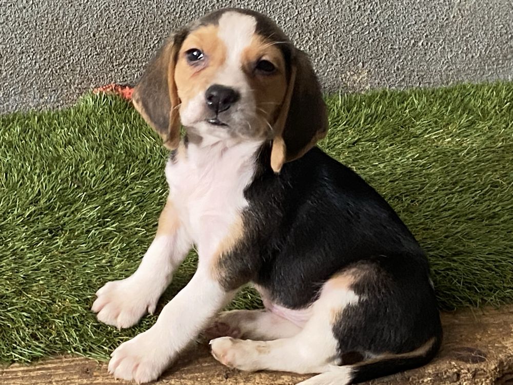 Cachorro Beagle tricolor exelente