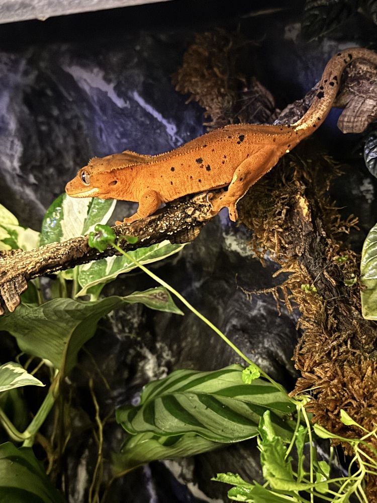 Terrarium tropikalne z gekonem orzęsionym