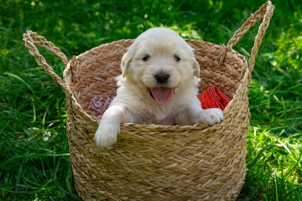 Цуценя золотистий ретривер ксу