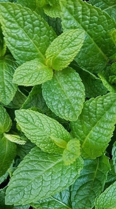 OKAZJA!!! Organiczny balsam do ciała MIĘTA, tallow, naturalny, 120 ml