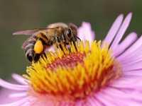 Miód pszczeli dla hurtowych odbiorców