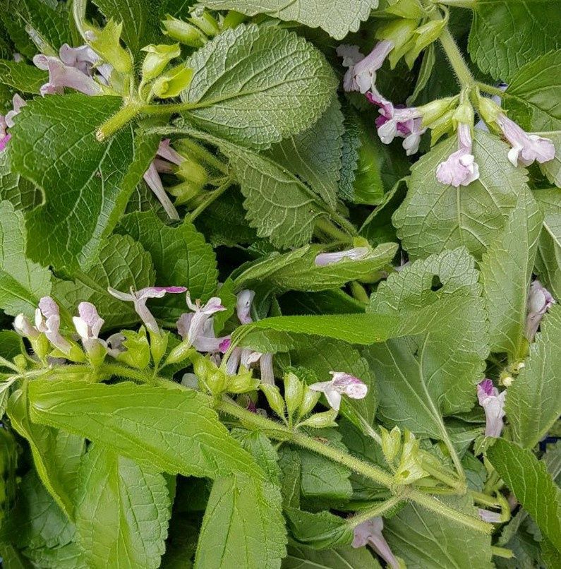 Miodownik melisowaty ("bukwica")