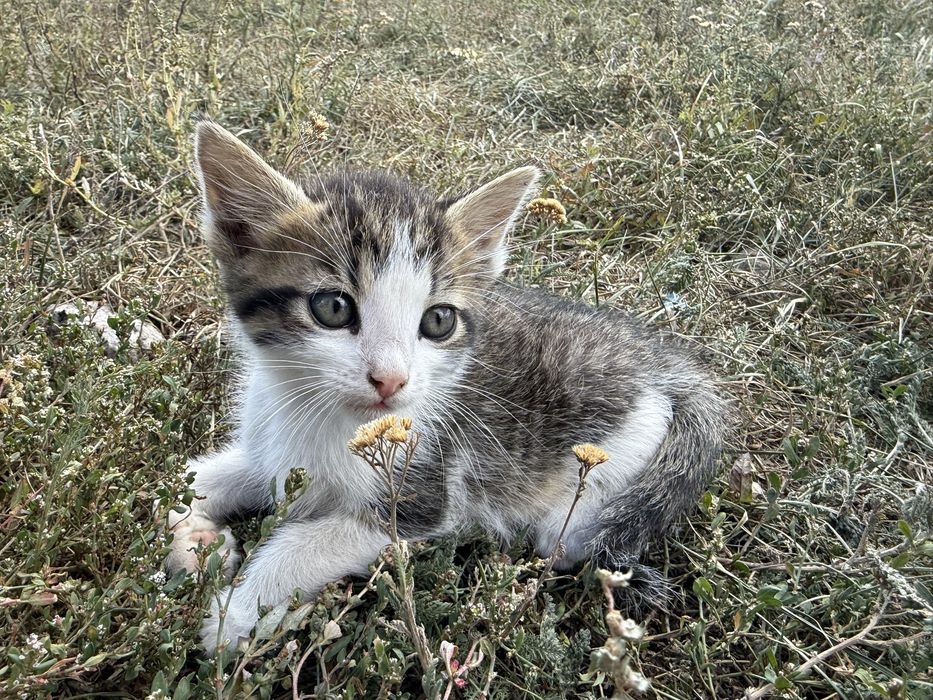 ОТДАЮ Котят 1.5 месяца