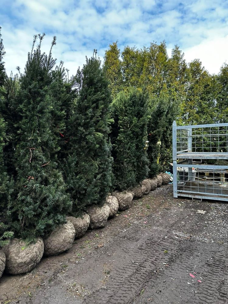 Cis  hikisi 220-240cm . Hilli Szmaragd laurowiśnia sosna cis jałowiec