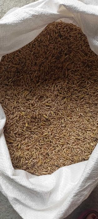 owies bezłuskowy 2025