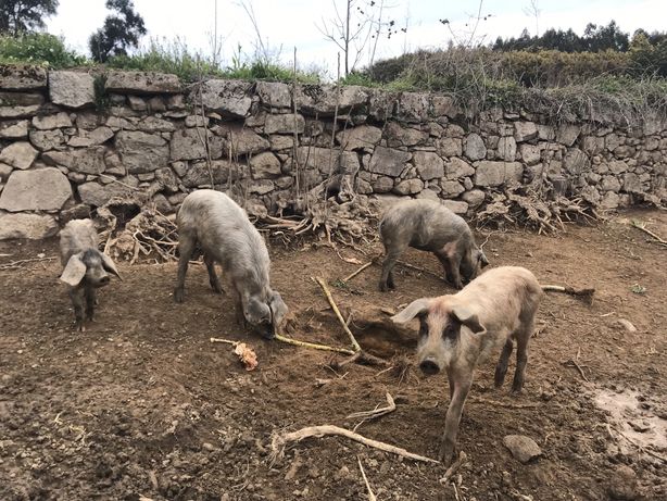 Porcos Bisaros e Landrace