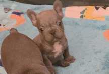 Bulldogue francês blue