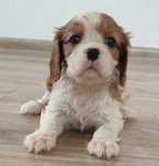Suczka Cavalier King Charles Spaniel