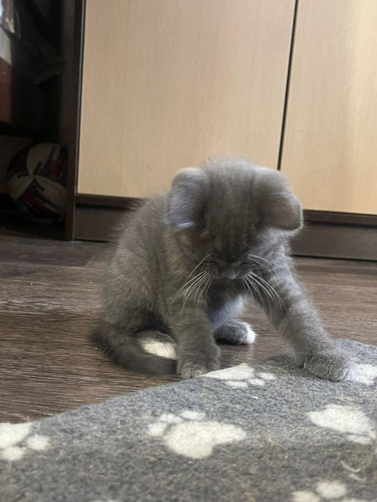 Британське кошеня чистокровне