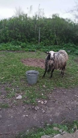 Продаю китных овец Романовской породы и одного барана