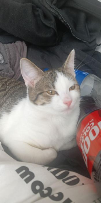 Oddam kocura 8 miesięcy