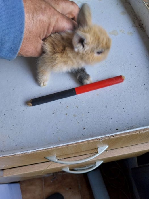 Coelhos anões angorá