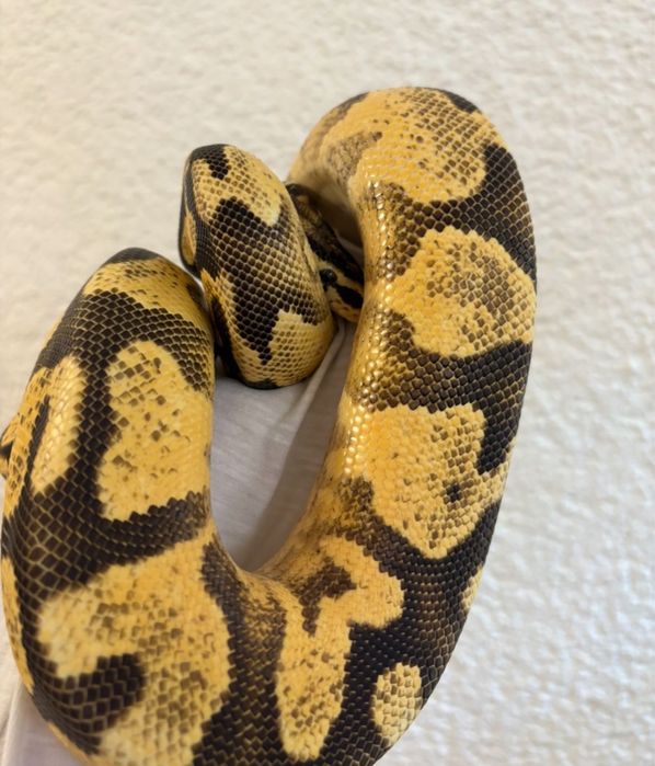 Waż, nie zbożowy,piękny