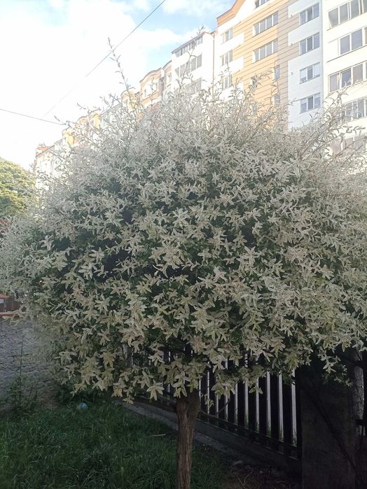 Верба Хакуро Нішікі 10 річна 2м