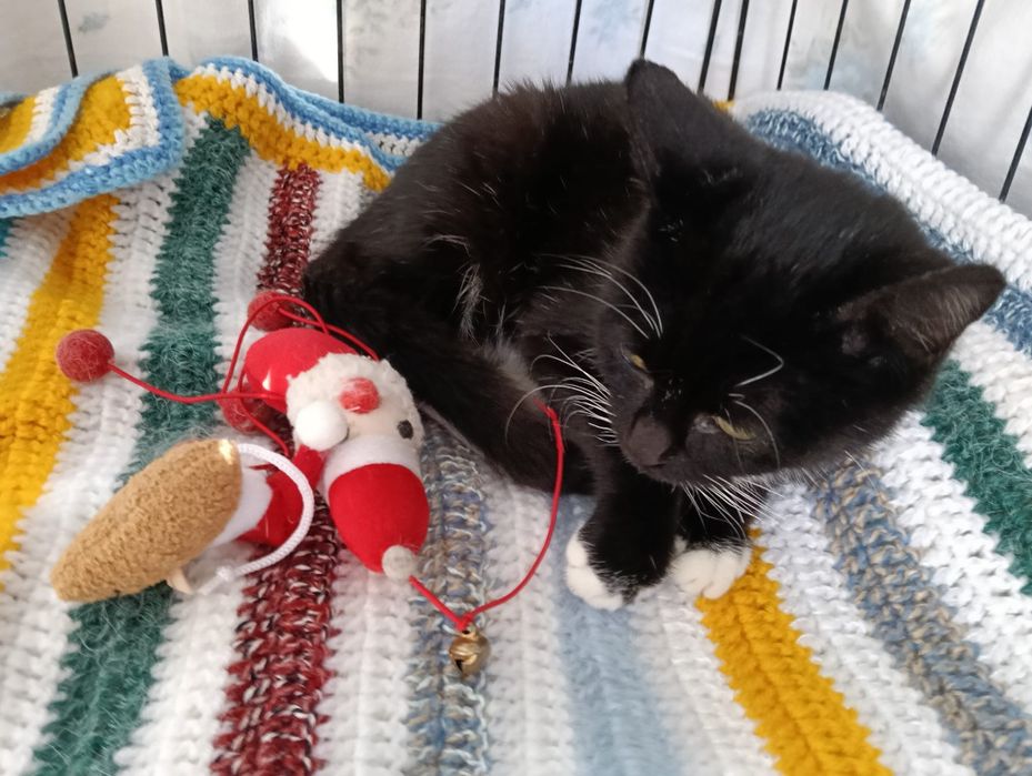 Musgo - gatinho bebe para adoção responsável