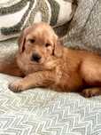 CIEMNOZLOTA suczka Golden Retriever