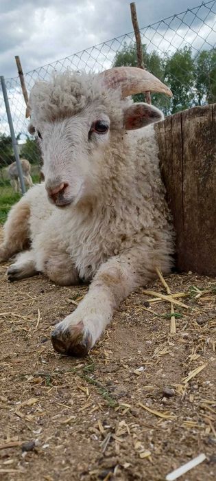 owca mieszanka walizerska