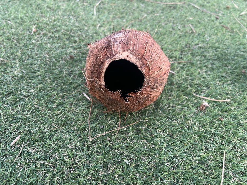 Cascas de coco para aquario ou terrario