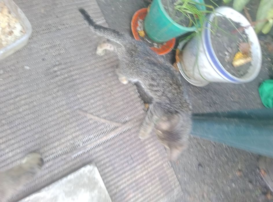 Віддам даром кошеняток,яким два місяці від народження.