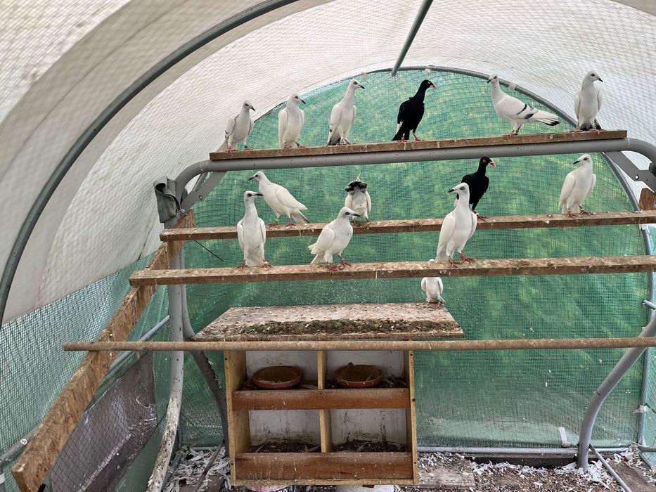 Srebrniaki bialoogony