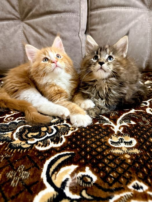 Мейн Кун дівчата є Документи WCF