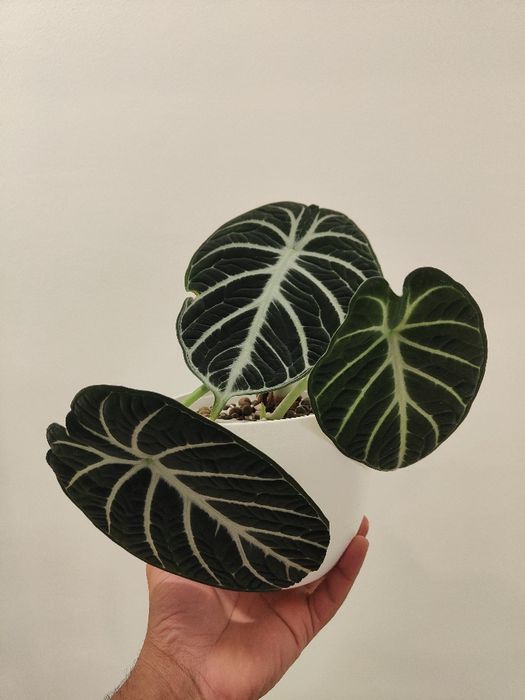 Alocasia Ninja // planta interior