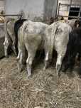 Lote de sete vitelas cx boas para emgordar