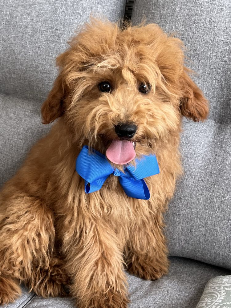 Cudowny cavapoo do odbioru