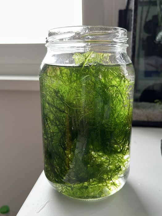 Mech jawajski sloik gratis