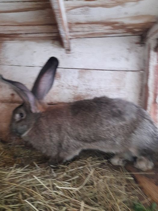 Belgi olbrzymy z rodowodem