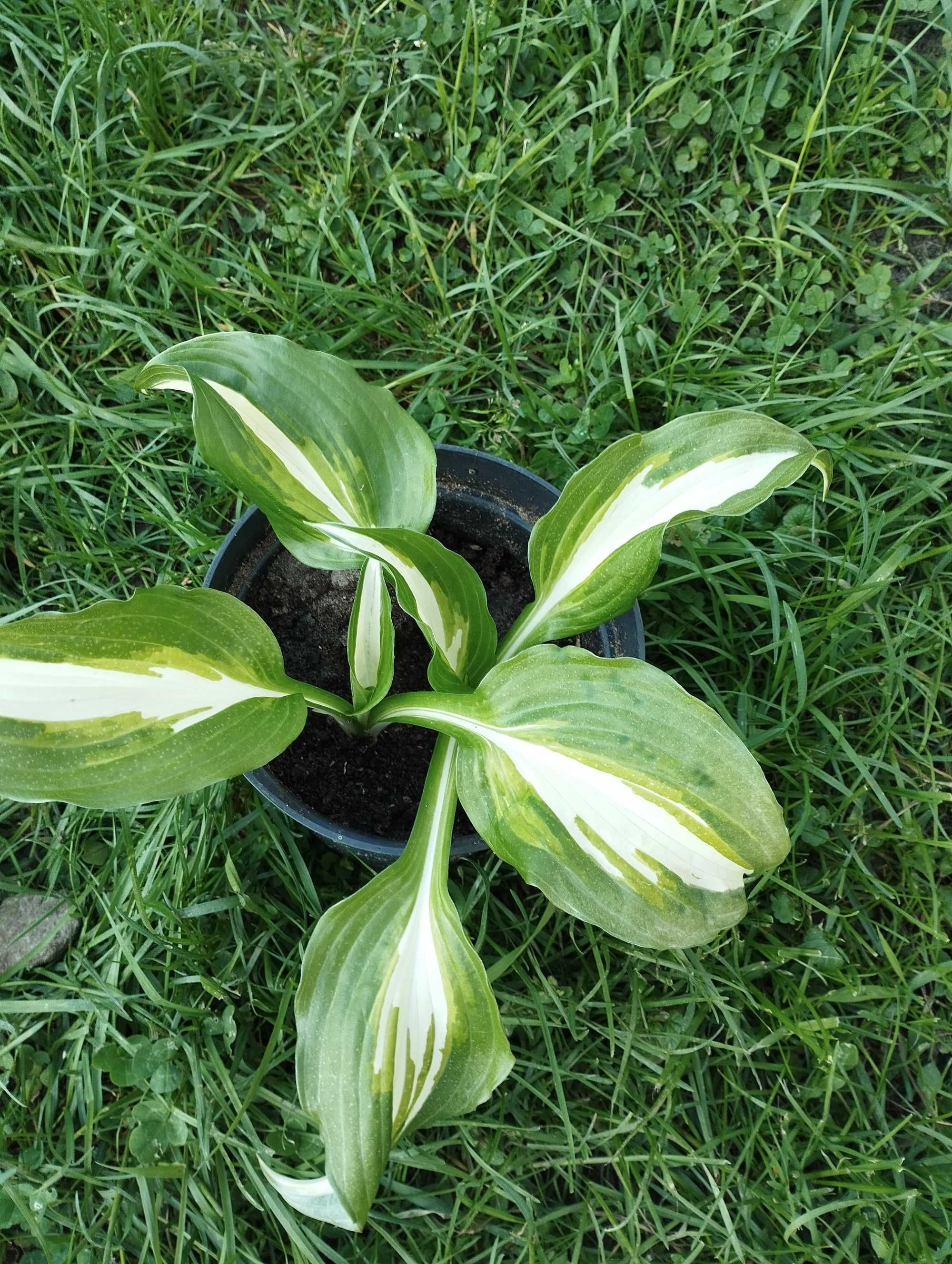 Hosta funkia biała- zielona sadzonka