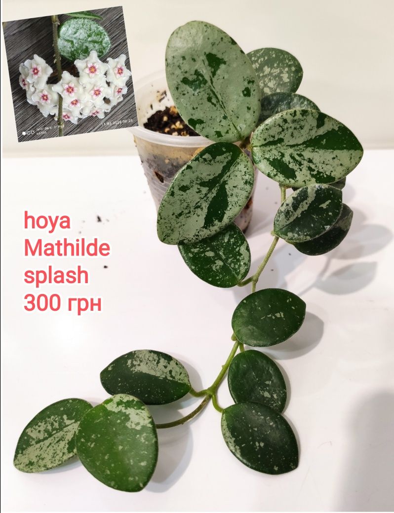 Хойи укорененные разные