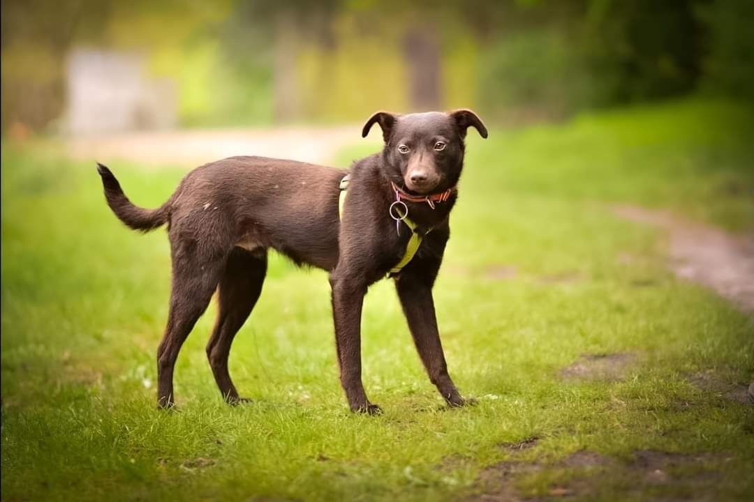 Cheddarek czekoladowy młodziutki piesek do adopcji