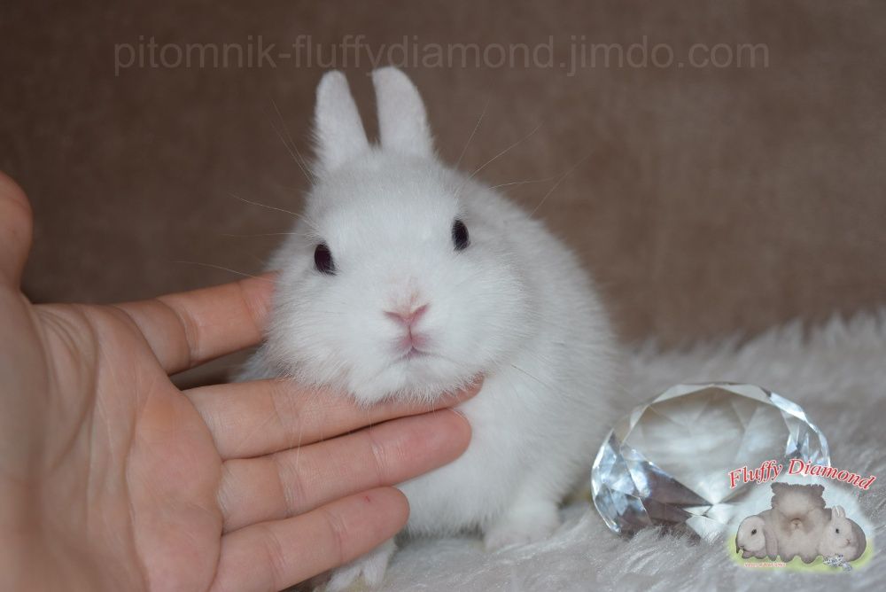 Кролик Карликовий з розплідника. Висловухі та з короткими вухами.