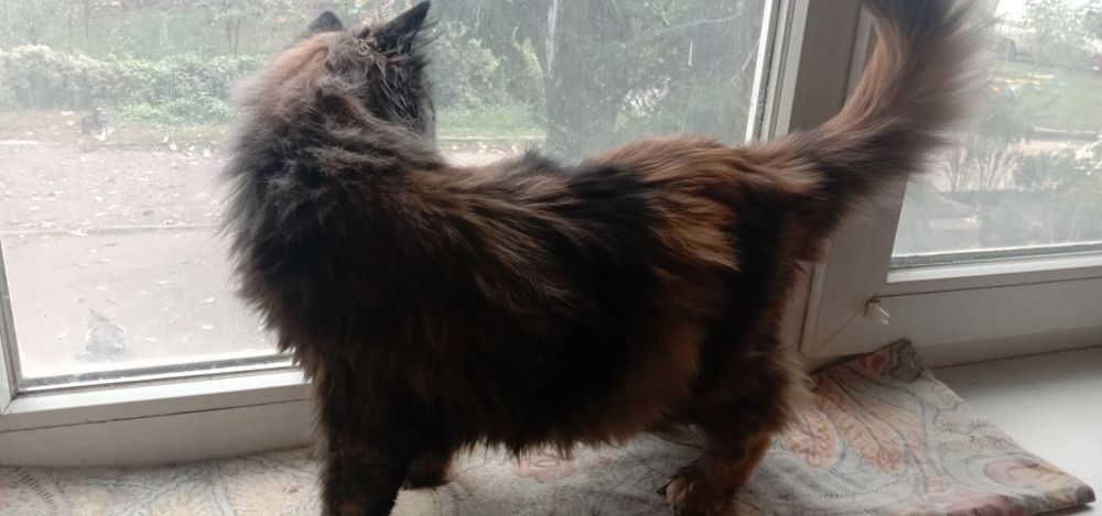 Кошка Молли бесплатно. Котята даром. Кошечка. Котенок