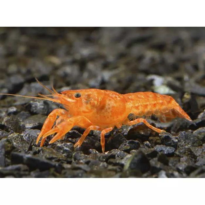 Raczek karłowaty pomarańczowy CPO orange WYSYŁKA AKWAWIN