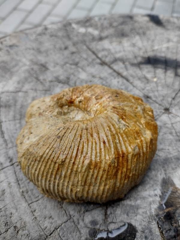 Amonit jura skamielina