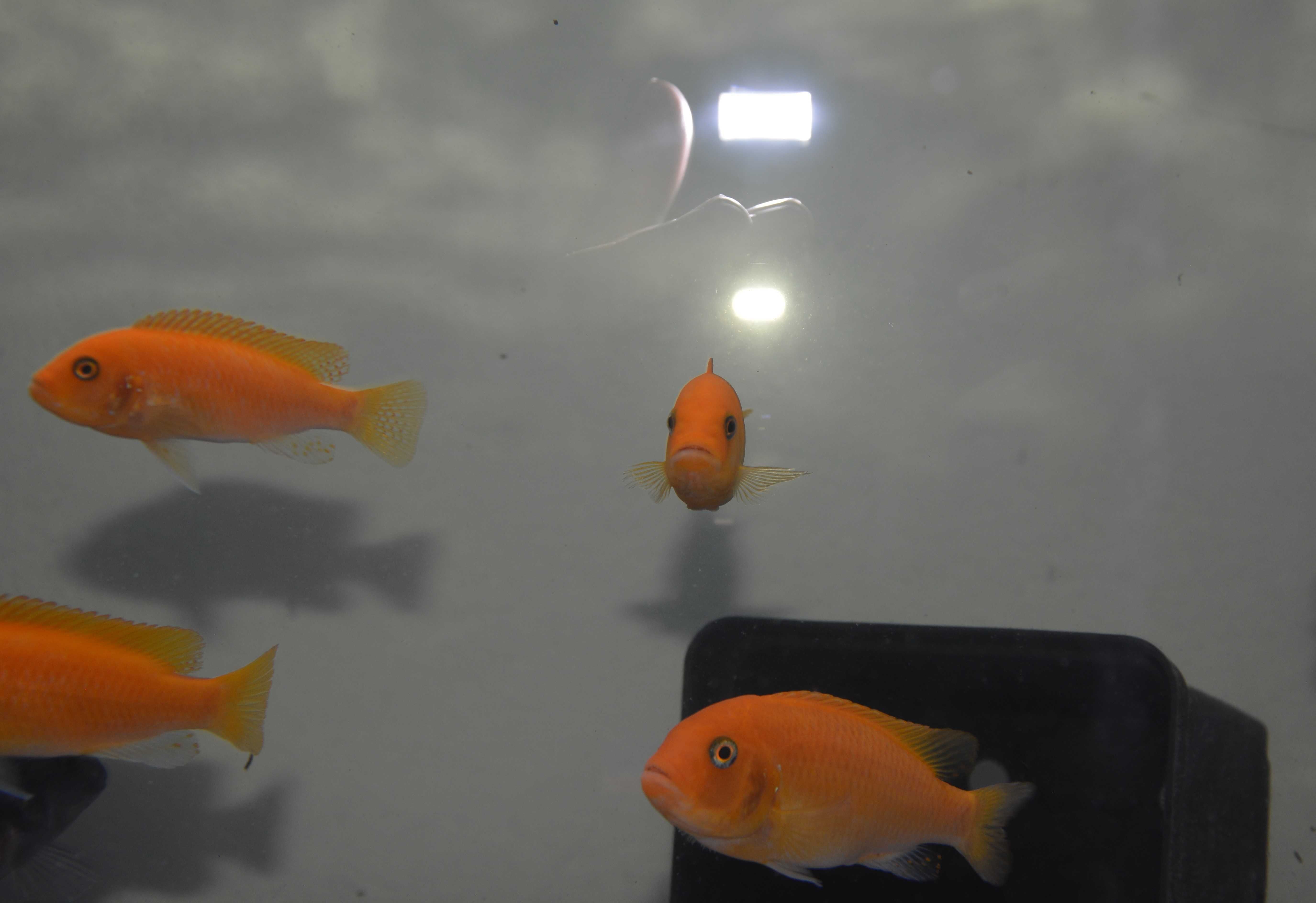 Pyszczaki Metriaclima Estherae Red-Red